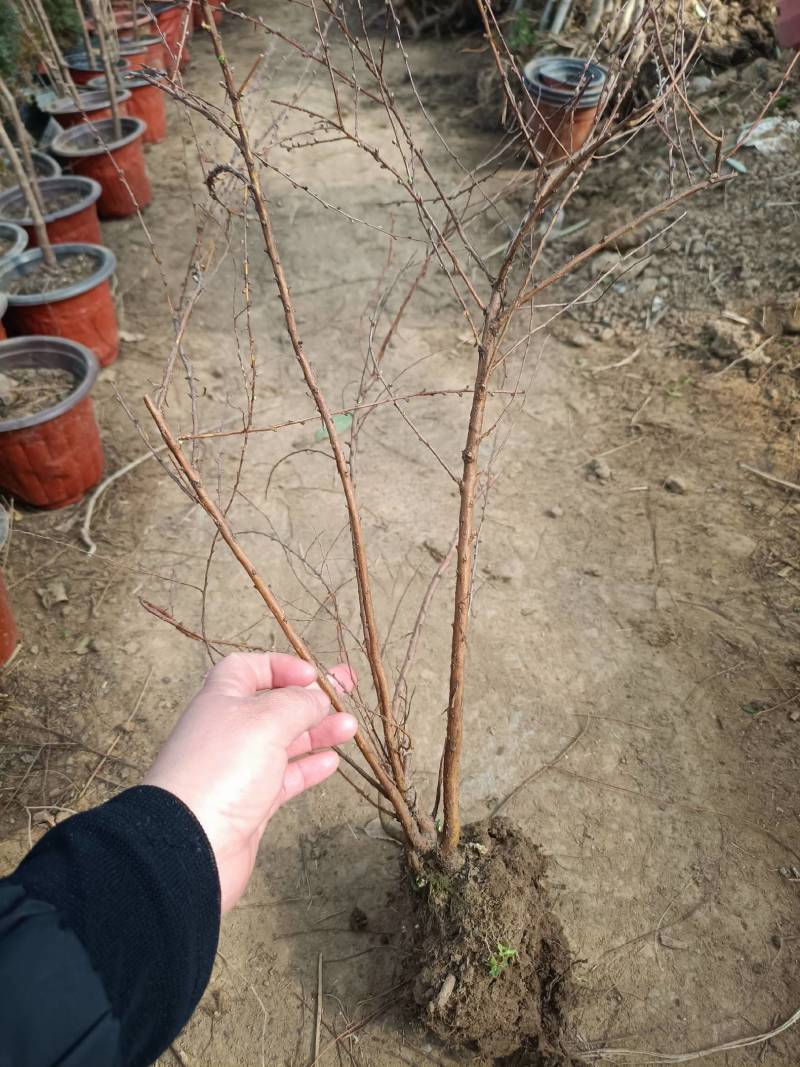 珍珠梅（雪柳喷雪花）清新脱俗，洁白的小花开满枝条，特别好