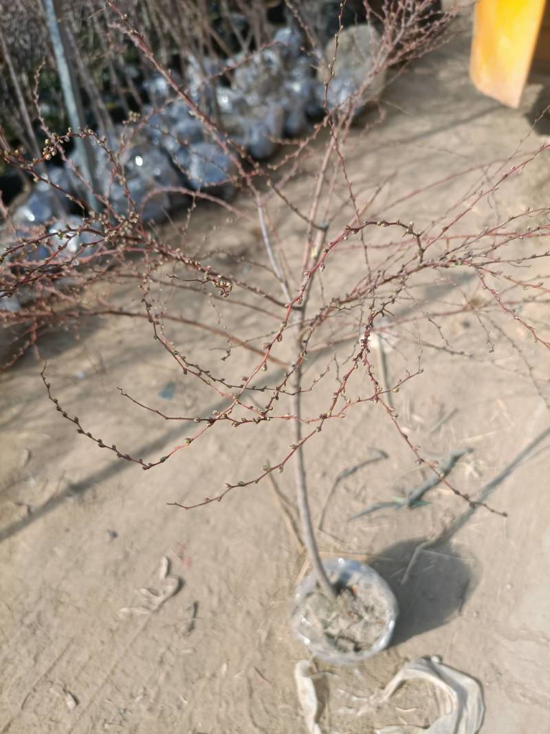 珍珠梅（雪柳喷雪花）清新脱俗，洁白的小花开满枝条，特别好