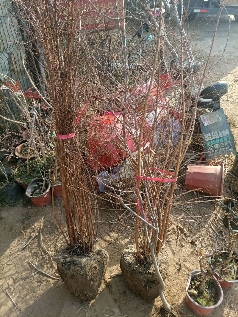 珍珠梅（雪柳喷雪花）清新脱俗，洁白的小花开满枝条，特别好