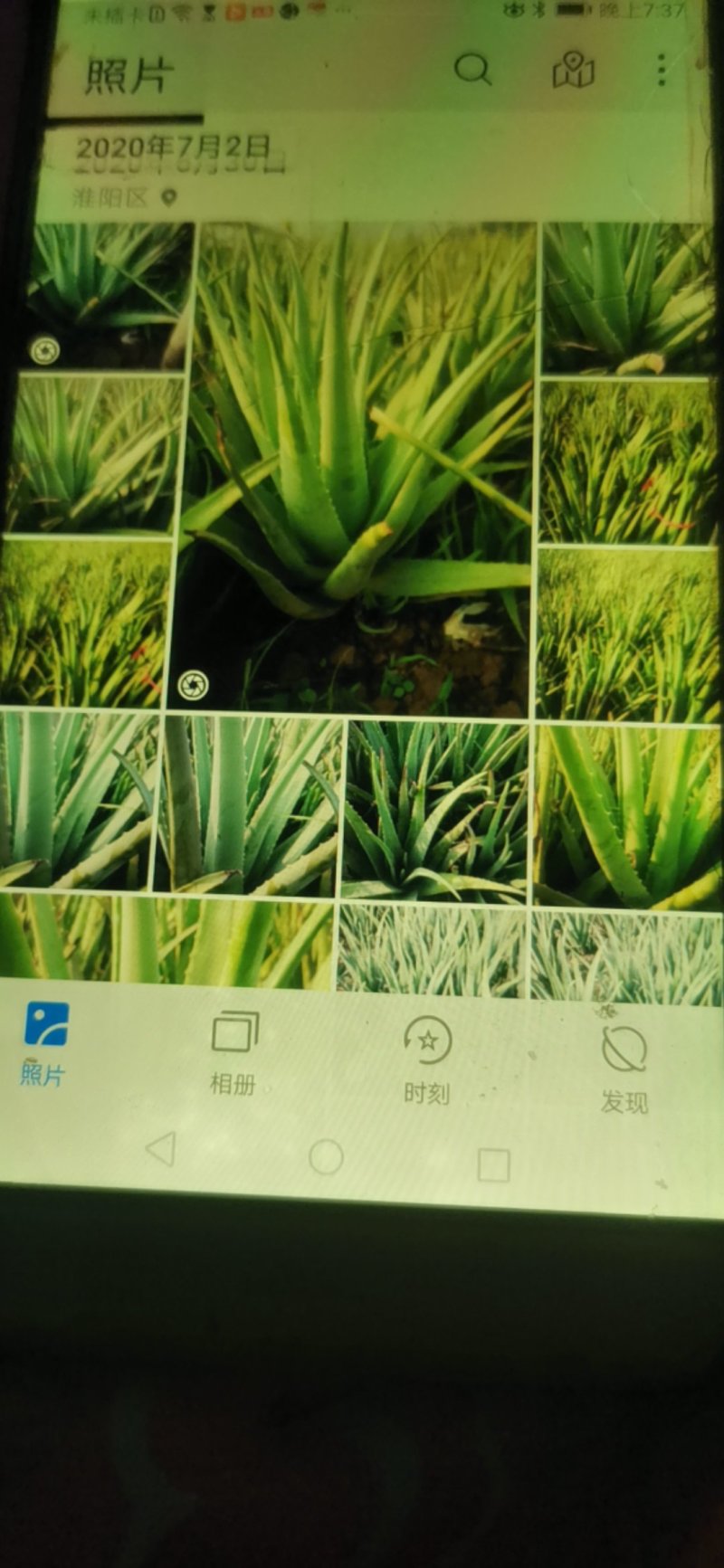 河南省库拉索芦荟价格