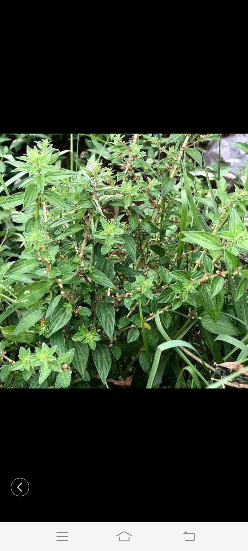 雾水葛干货，糯米藤鲜货。质量保证欢迎老板看货联系