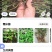 雾水葛干货，糯米藤鲜货。质量保证欢迎老板看货联系