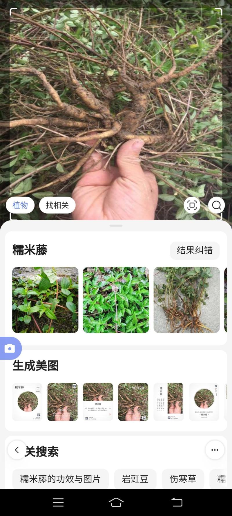 雾水葛干货，糯米藤鲜货。质量保证欢迎老板看货联系