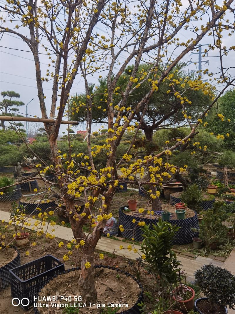 山茱萸独杆山茱萸精品山茱萸花12公分山茱萸14公分山茱萸