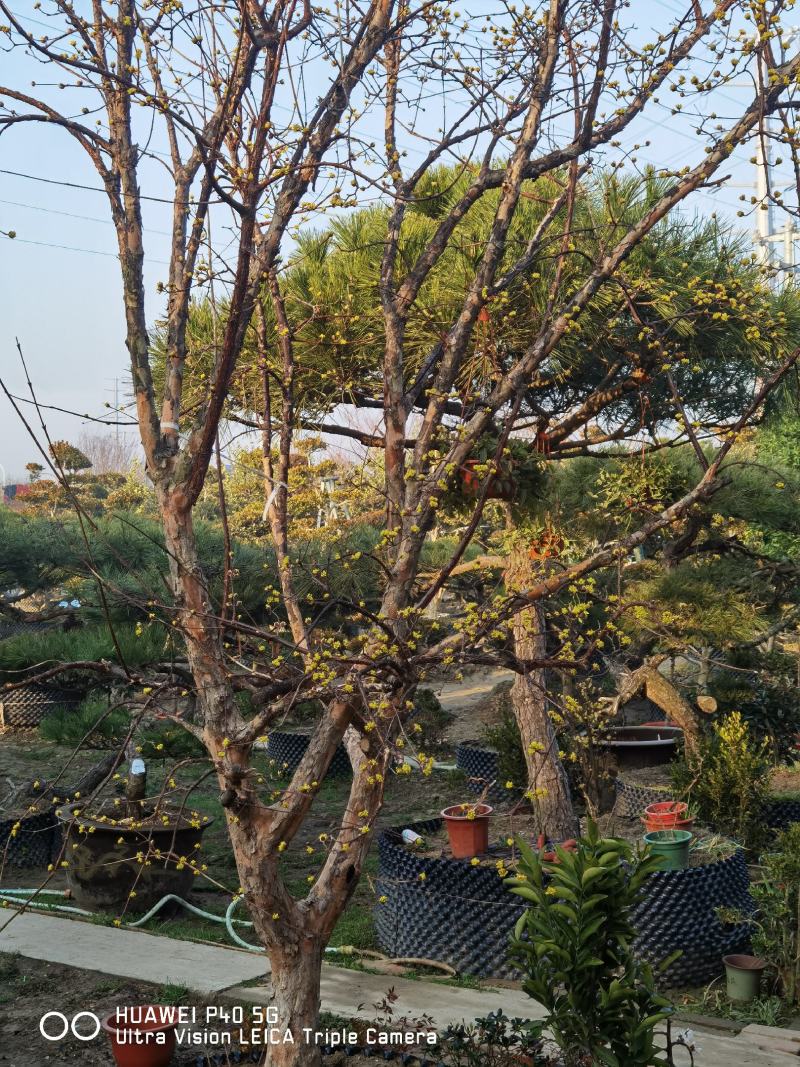山茱萸独杆山茱萸精品山茱萸花12公分山茱萸14公分山茱萸