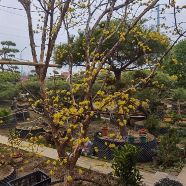 山茱萸独杆山茱萸精品山茱萸花12公分山茱萸14公分山茱萸