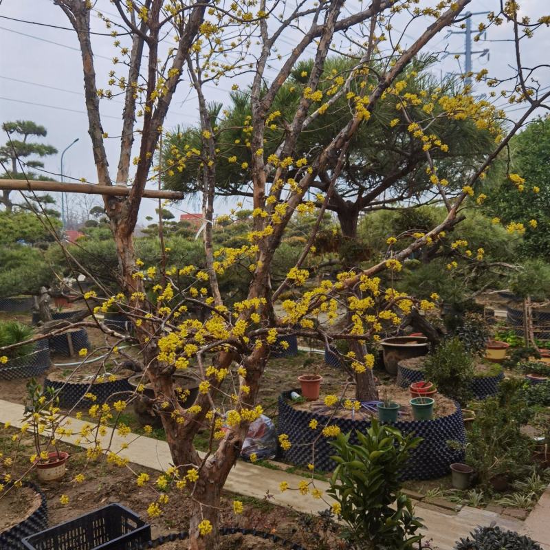 山茱萸独杆山茱萸精品山茱萸花12公分山茱萸14公分山茱萸