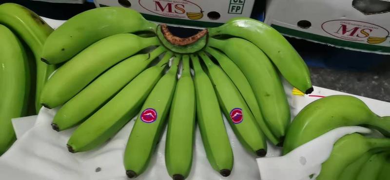 精品香蕉，菲律宾进口，青蕉有货，价格实惠，欢迎下单。