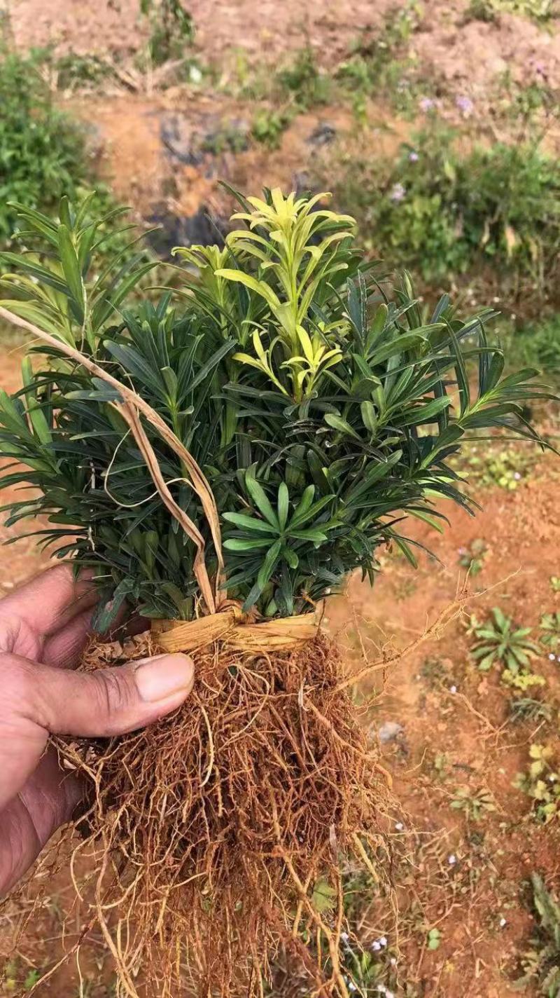 雀舌罗汉松，罗汉松，罗汉松小苗，场地直供裸根保湿发货。