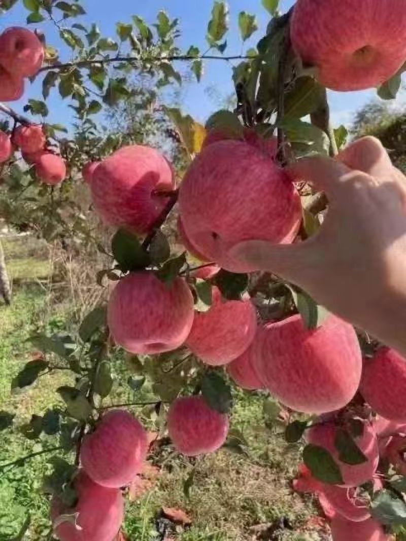 正宗陕西洛川商品一级果，需要的老板抓紧时间。产地安排