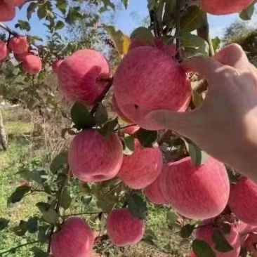 正宗陕西洛川商品一级果，需要的老板抓紧时间。产地安排