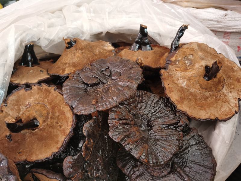 黑灵芝批发货源充足干货