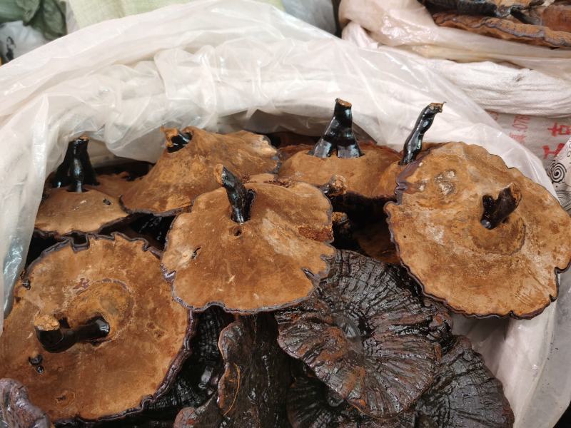 黑灵芝批发货源充足干货