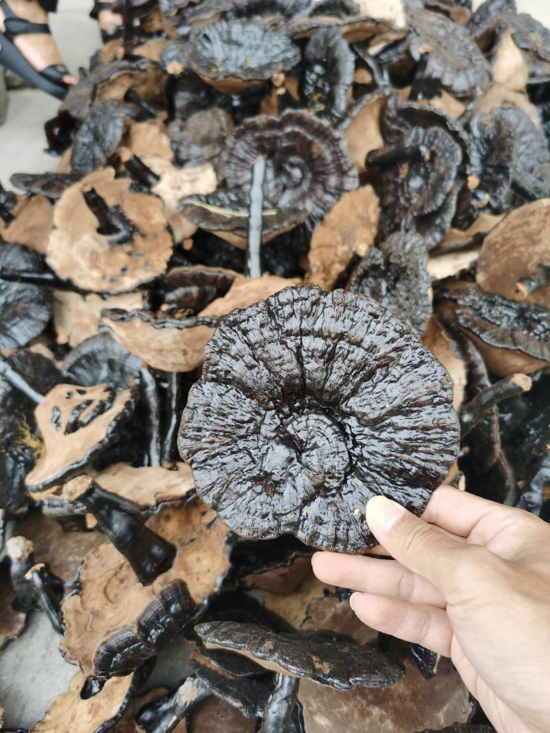 黑灵芝批发货源充足干货