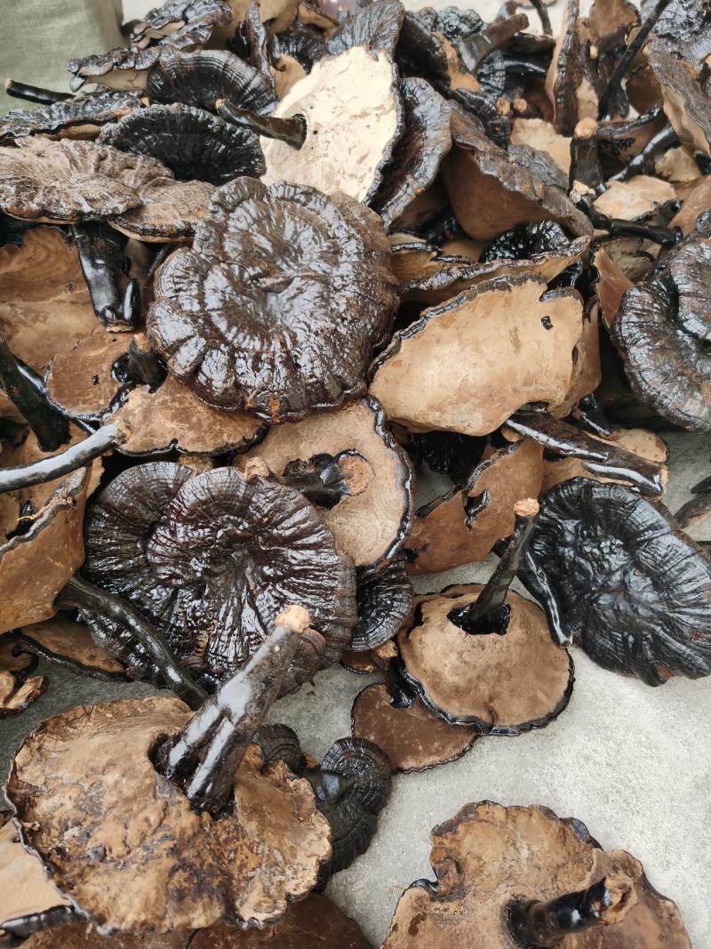 黑灵芝批发货源充足干货