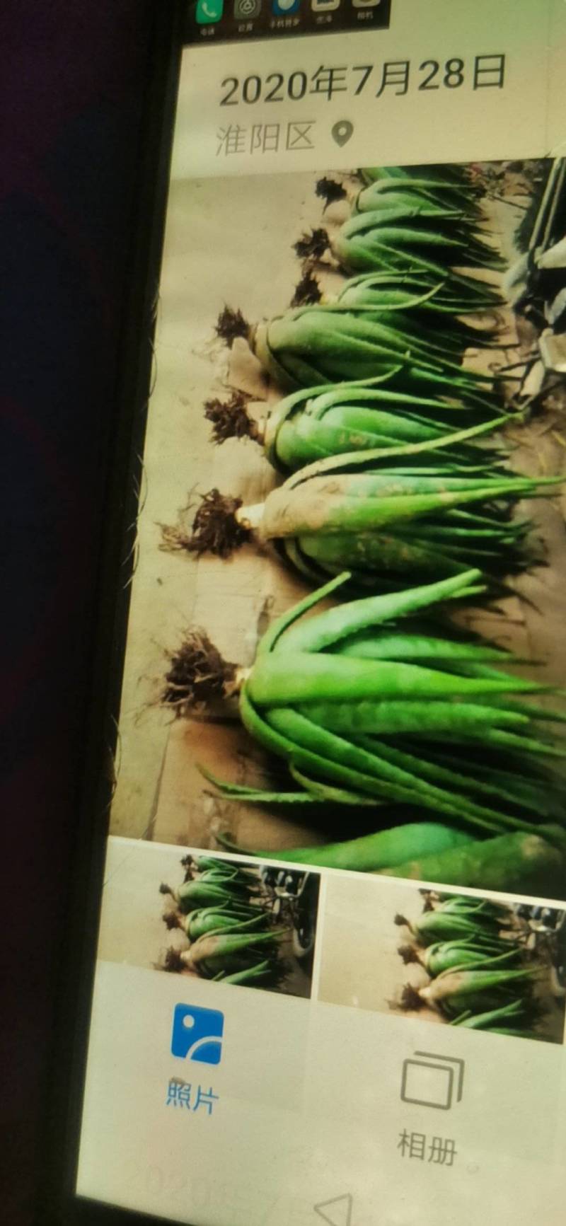 河南省库拉索芦荟价格