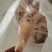 母猪猪短尾
