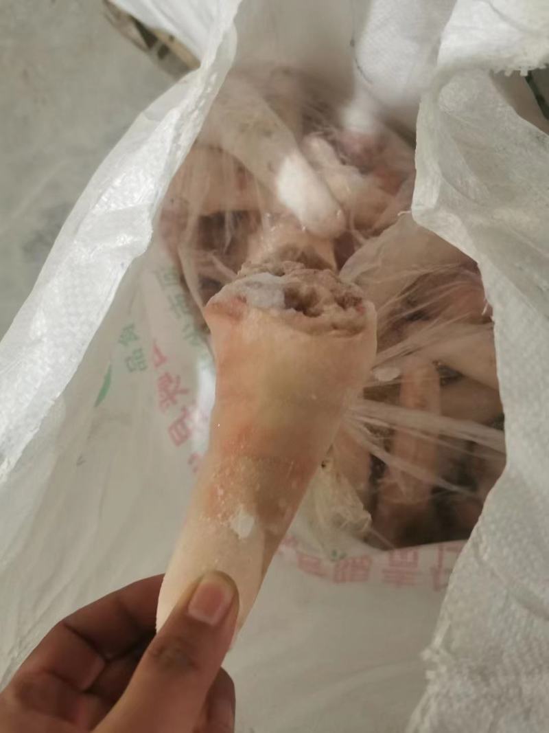 母猪猪短尾