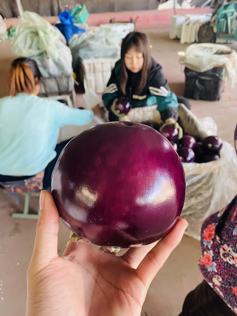 精品圆茄