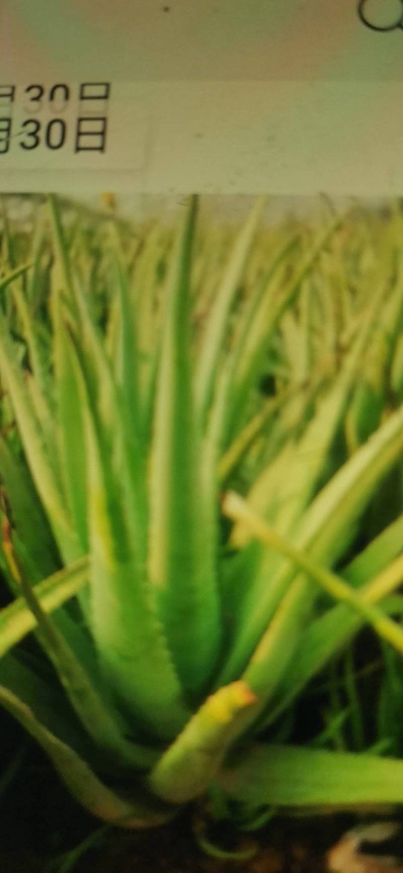 河南省库拉索芦荟价格
