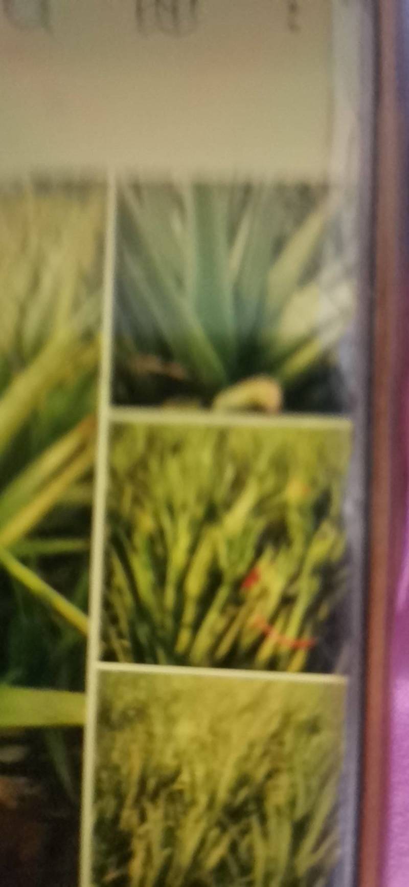 河南省库拉索芦荟价格