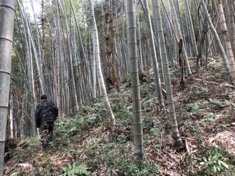 江西井冈山三年以上楠竹毛竹