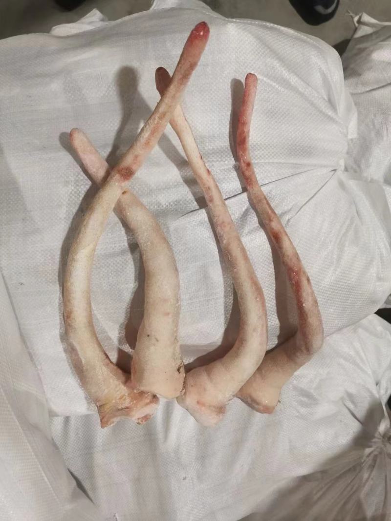 母猪长尾