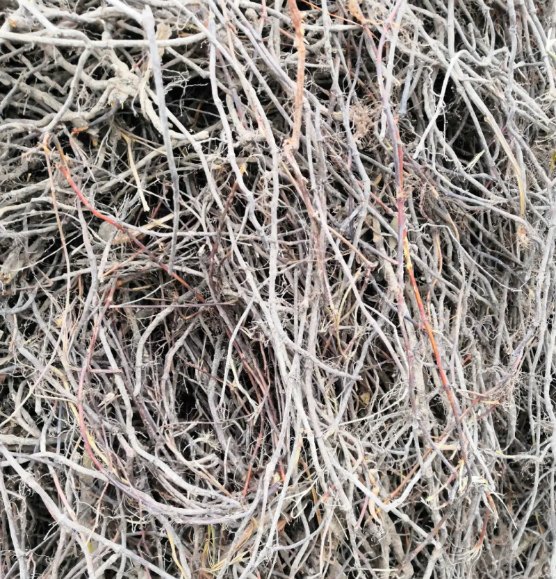 何首乌苗产地直供提供种植技术后期上门回收鲜干货