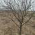 山西文冠果树，基地直发，8公分左右商量有限，先到先得