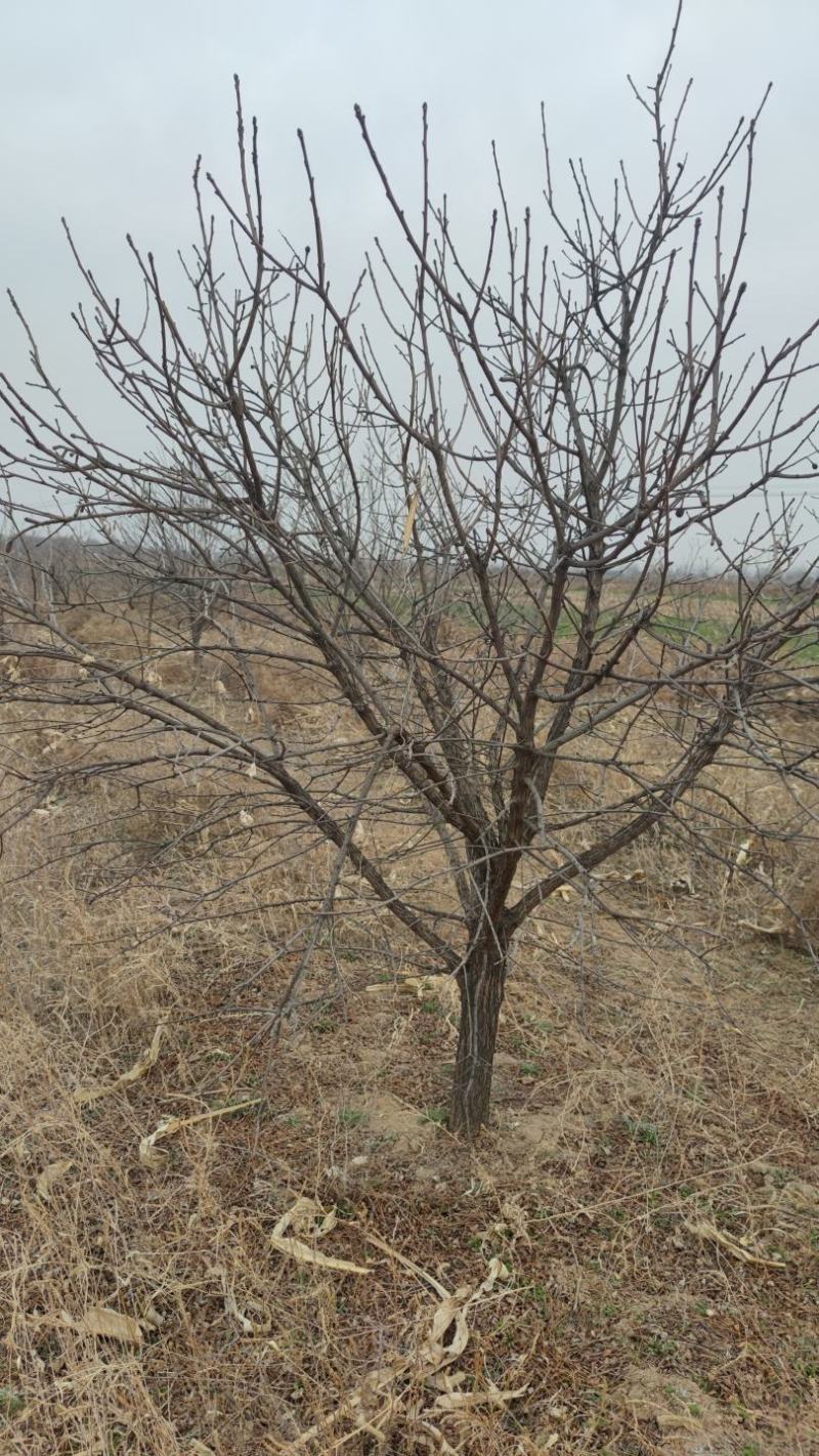 山西文冠果树，基地直发，8公分左右商量有限，先到先得