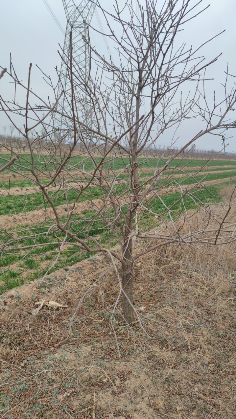 山西文冠果树，基地直发，8公分左右商量有限，先到先得