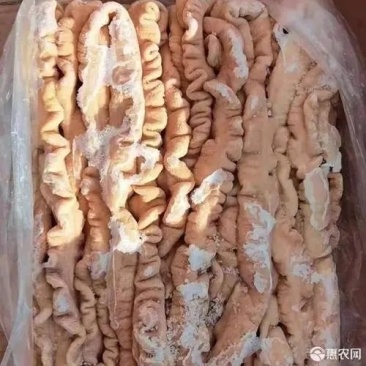 母猪预煮大肠