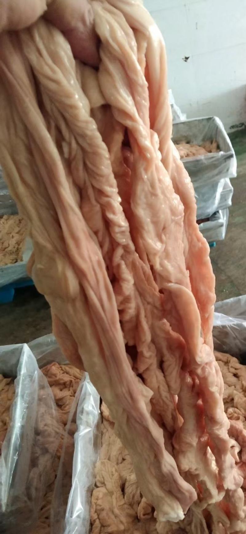 母猪预煮大肠