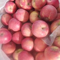 优质苹果产区，甘肃省庄浪县梯田山天然地野生丑苹果。