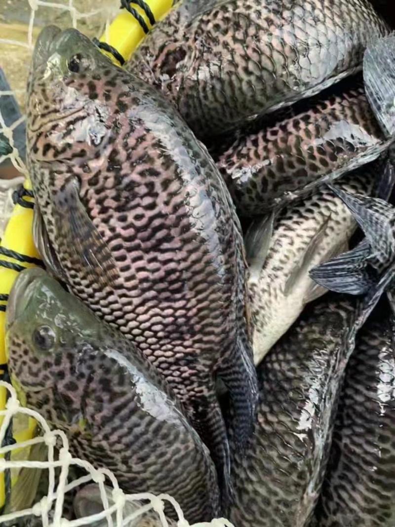 淡水石斑鱼苗花斑鱼专吃杂鱼生长快速渔场批发