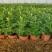 【精品】万寿菊观花四季种易活基地直发量大从优