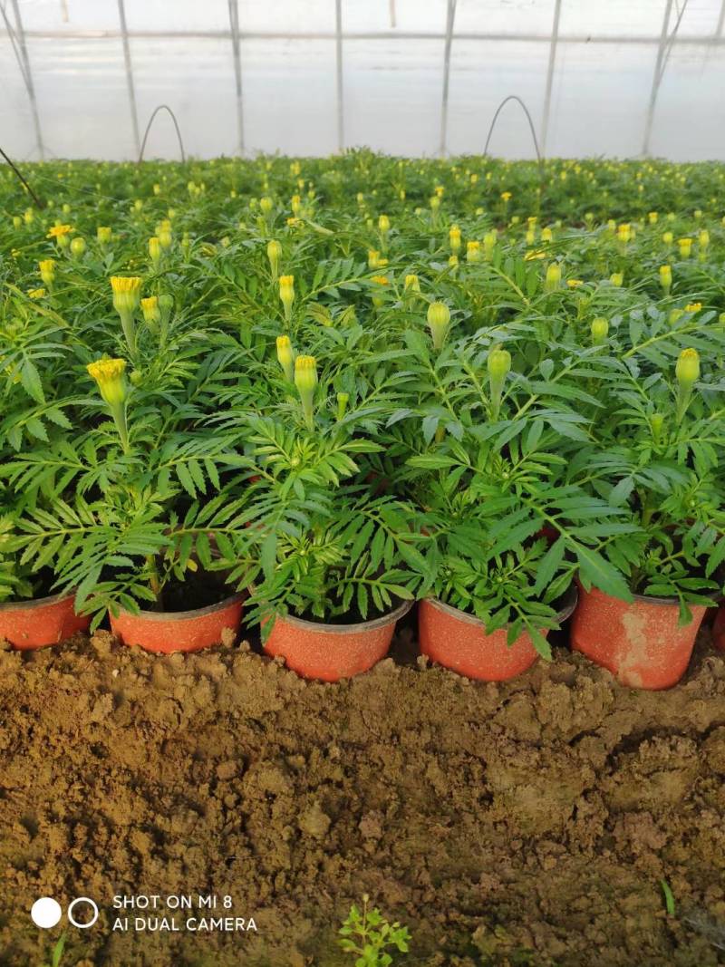 【精品】万寿菊观花四季种易活基地直发量大从优