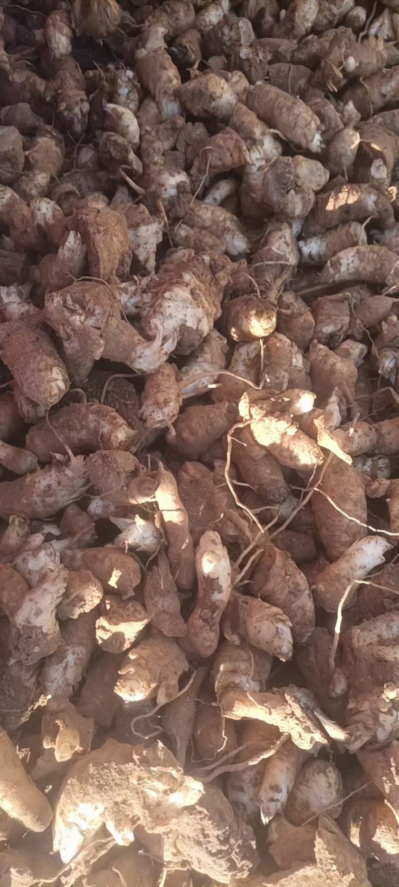中药材玄参芽改良玄参芽黑参各地种植成活率高，签回收合同