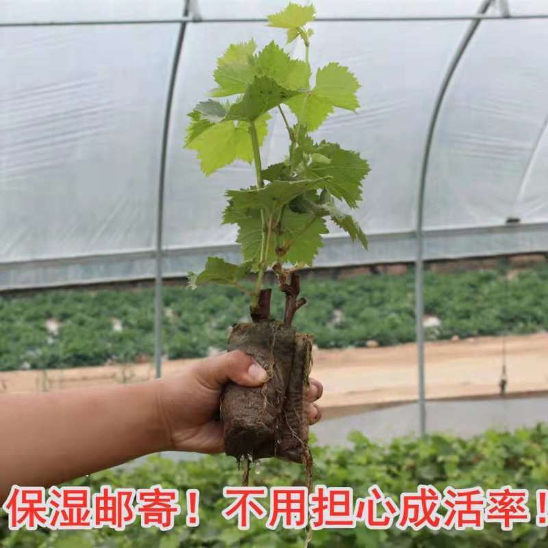 新品种黄金玫瑰葡萄苗南北方果树苗盆栽地载无核葡萄树苗