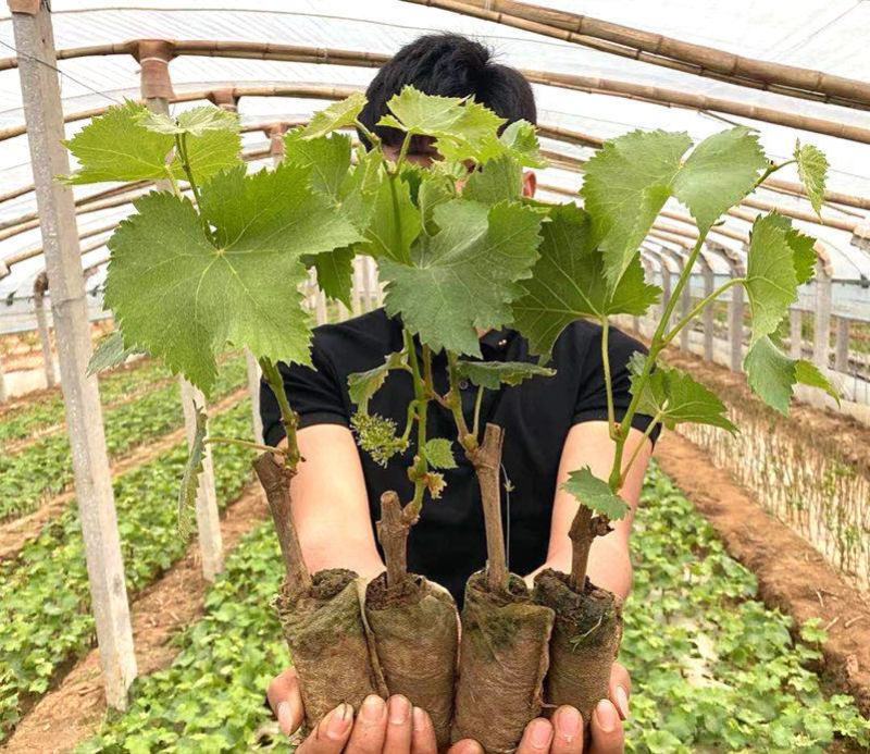 新品种黄金玫瑰葡萄苗南北方果树苗盆栽地载无核葡萄树苗