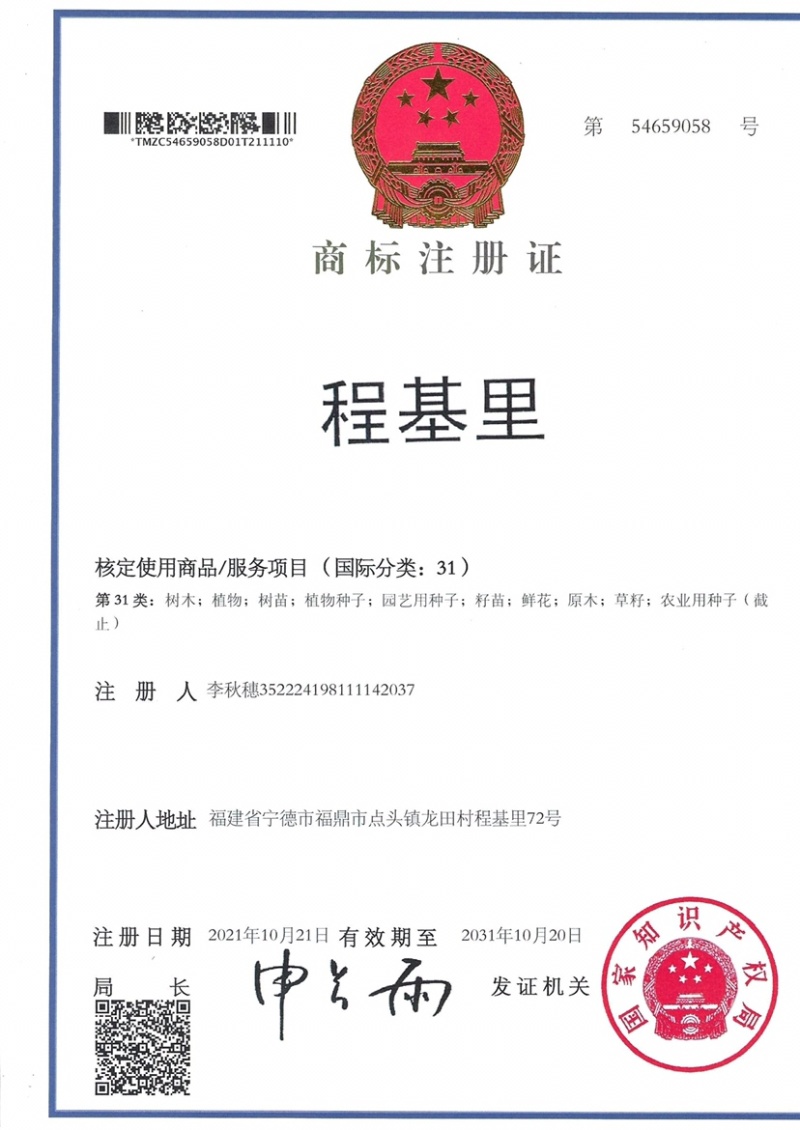 白茶苗福鼎白茶苗绿茶苗茶树苗两证一签