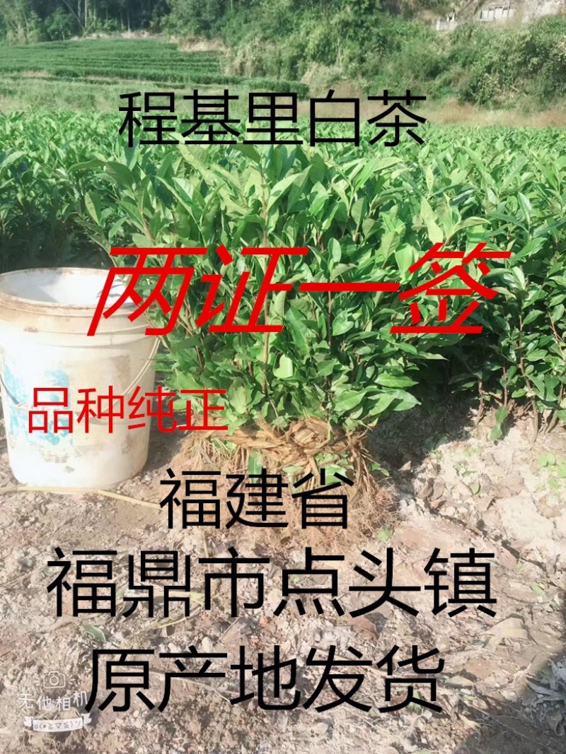 白茶苗福鼎白茶苗绿茶苗茶树苗两证一签