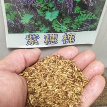 固氮护坡紫穗槐种子我来带你了解其前景趋势