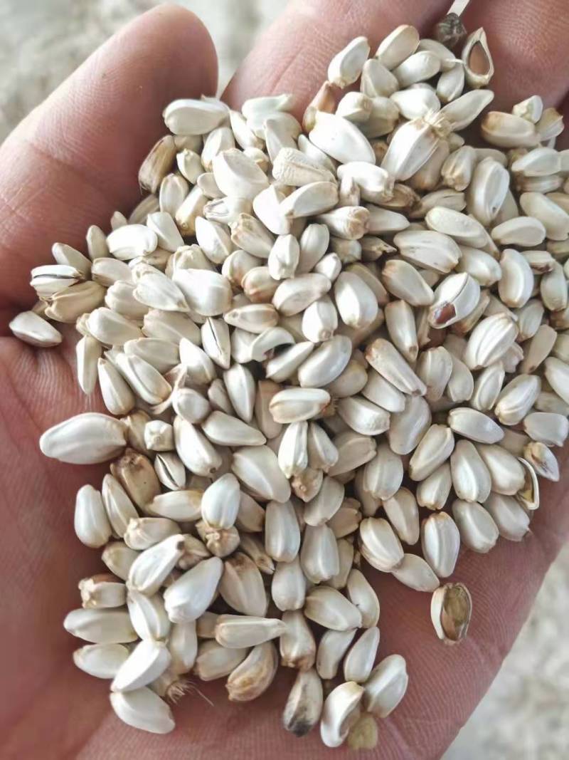 无刺改良大花朵易采摘红花种籽包芽率95包技术包产品收购