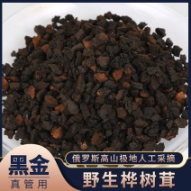 桦树茸俄罗斯进口野生正品500g桦褐孔菌白桦树茸黑金非吉