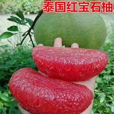 泰国红宝石青柚嫁接苗柚子树苗新品红宝石柚苗红心青柚苗