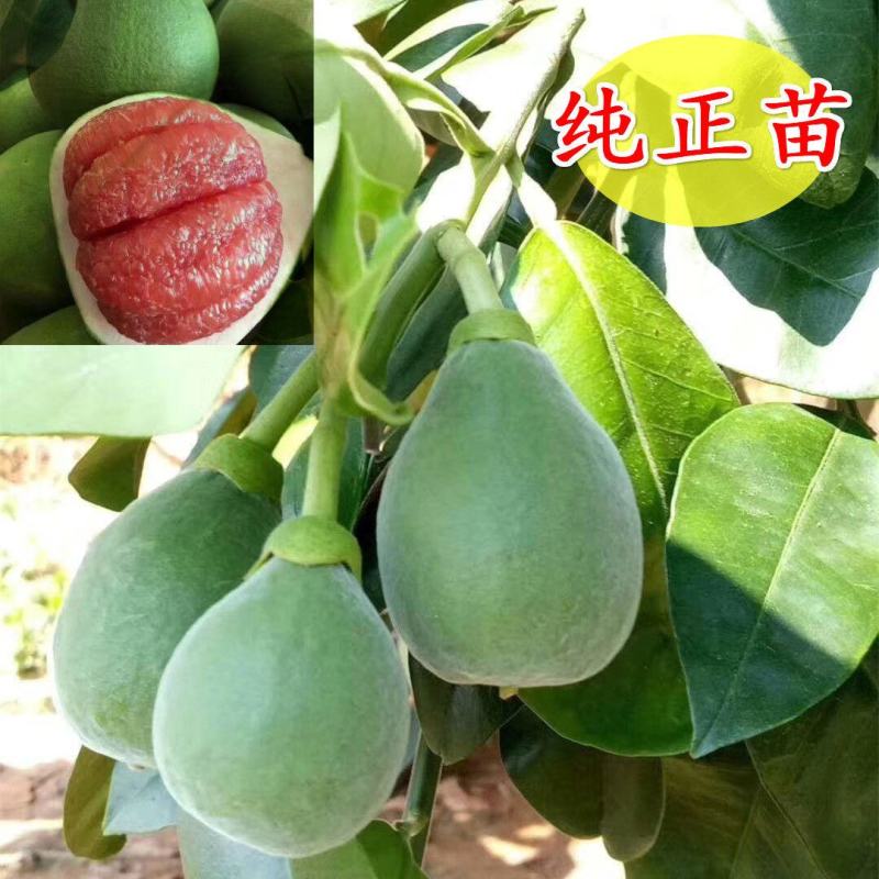 泰国红宝石青柚嫁接苗柚子树苗新品红宝石柚苗红心青柚苗