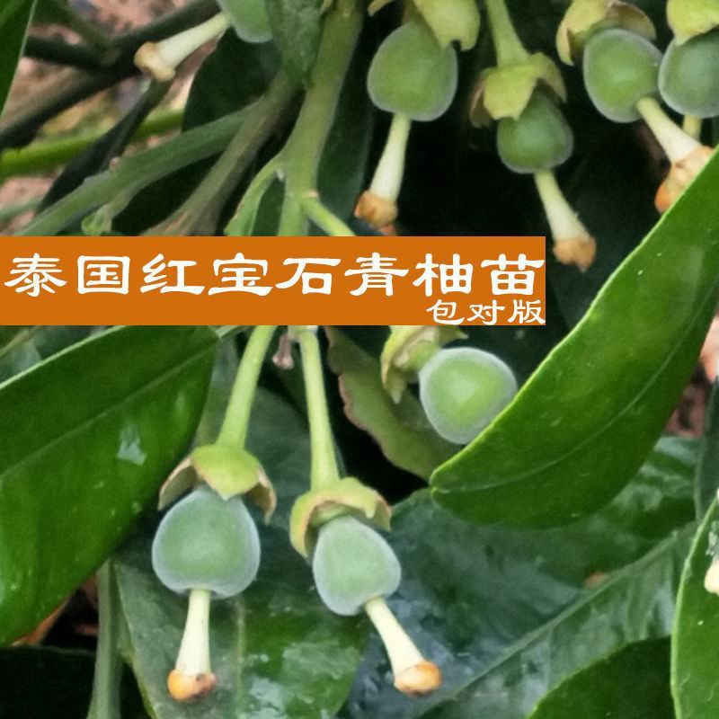 泰国红宝石青柚嫁接苗柚子树苗新品红宝石柚苗红心青柚苗