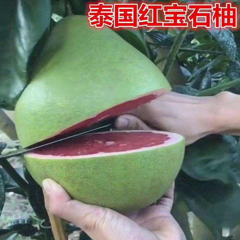 泰国红宝石青柚嫁接苗柚子树苗新品红宝石柚苗红心青柚苗