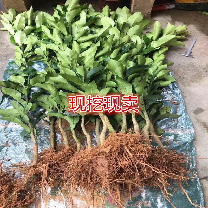 泰国红宝石青柚嫁接苗柚子树苗新品红宝石柚苗红心青柚苗